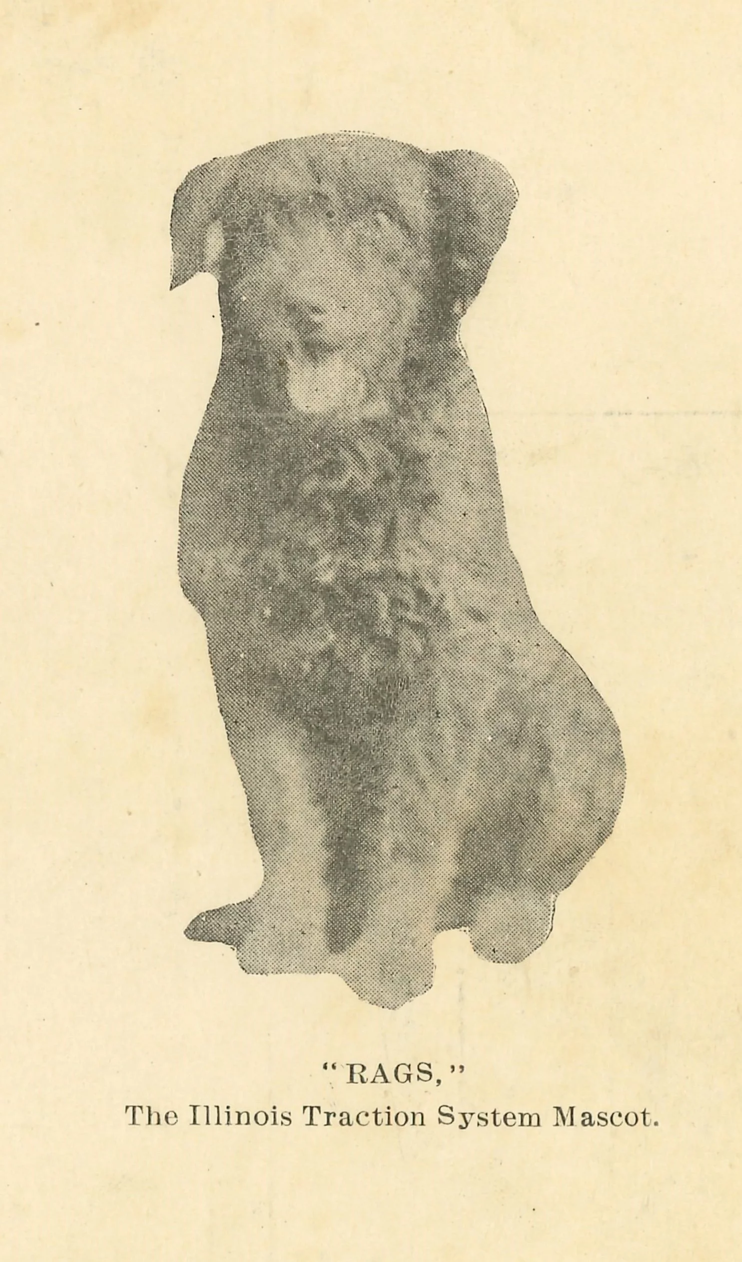 a yellow paper and faded print shows a dog with his mouth open, tongue hanging out. He has dark fur that is wavy, thick all the way down to his furry paws. He has floppy ears. He has four legs in this image. Below the image of the dog it says 