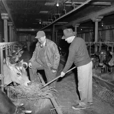 A man in a wide brimmed hat feeds a cow hay, while a man in a baseball cap and suit covered in overalls watches.