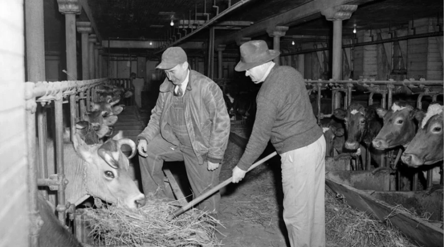 A man in a wide brimmed hat feeds a cow hay, while a man in a baseball cap and suit covered in overalls watches.