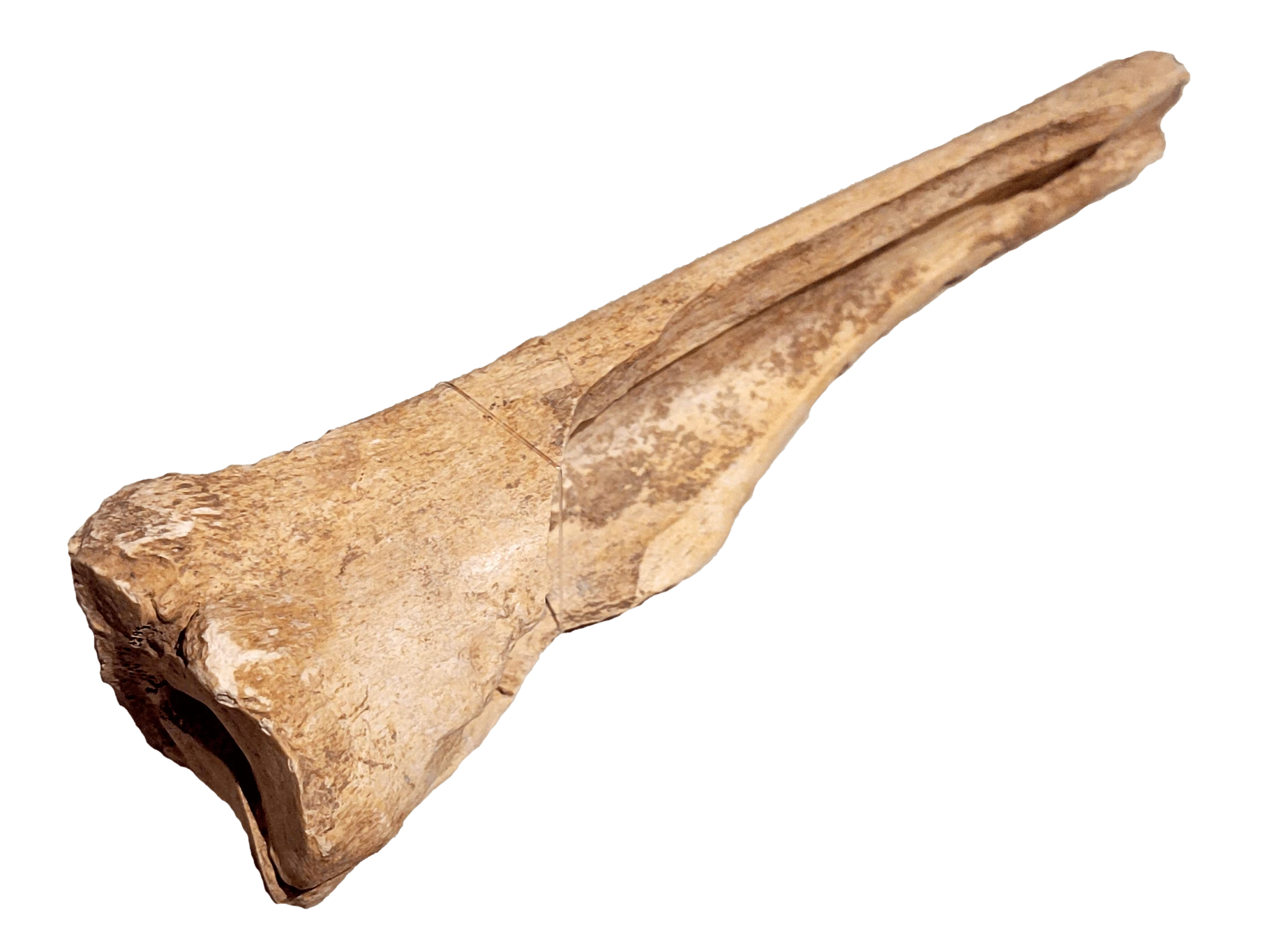Photo of a bone beamer, which is wide at one end and narrow at the opposite end.