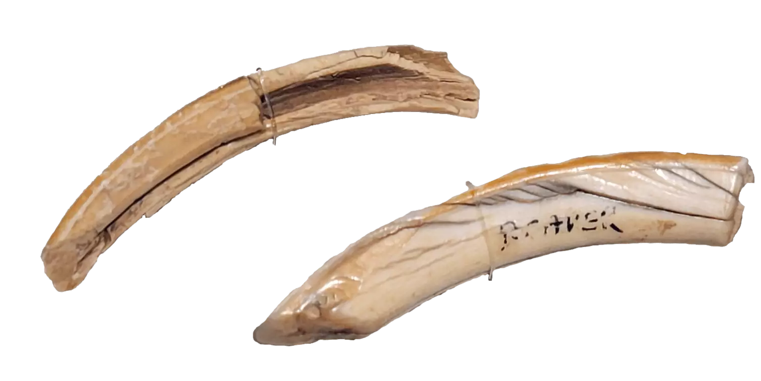 Photo of a pair of curved beaver teeth, with the points flattened.