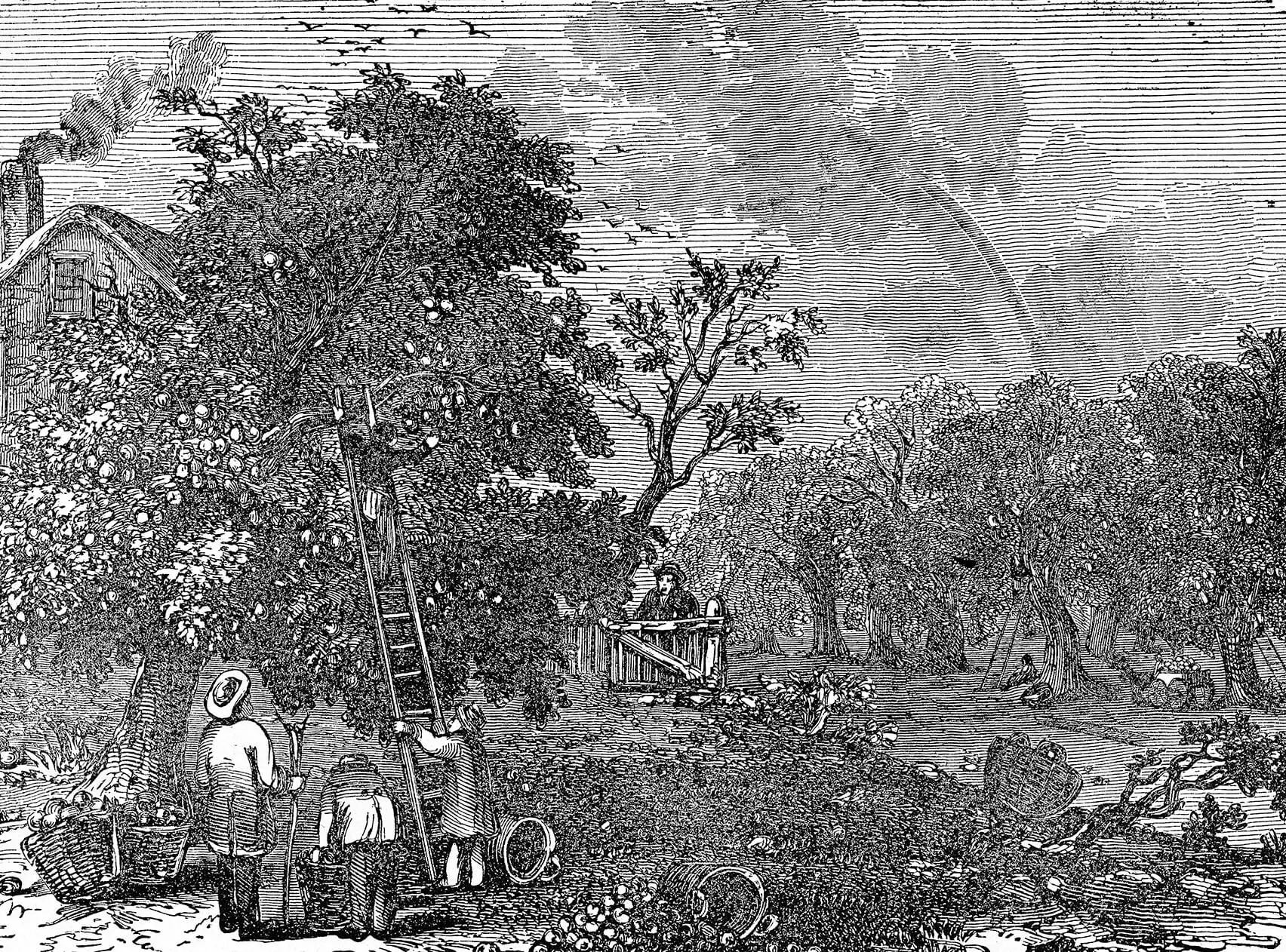 Black and white illustration of a tree orchard, with a group of men picking fruit on ladders.