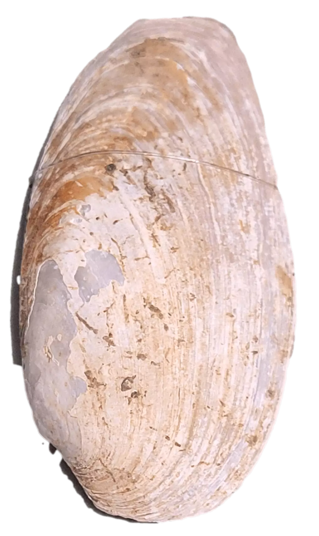 Image of a mussel shell, which is thin and flaky, white and beige, and oval shaped.