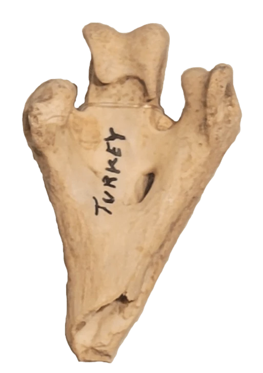 Photo of a partial bone with the word turkey written on it in permanent marker.