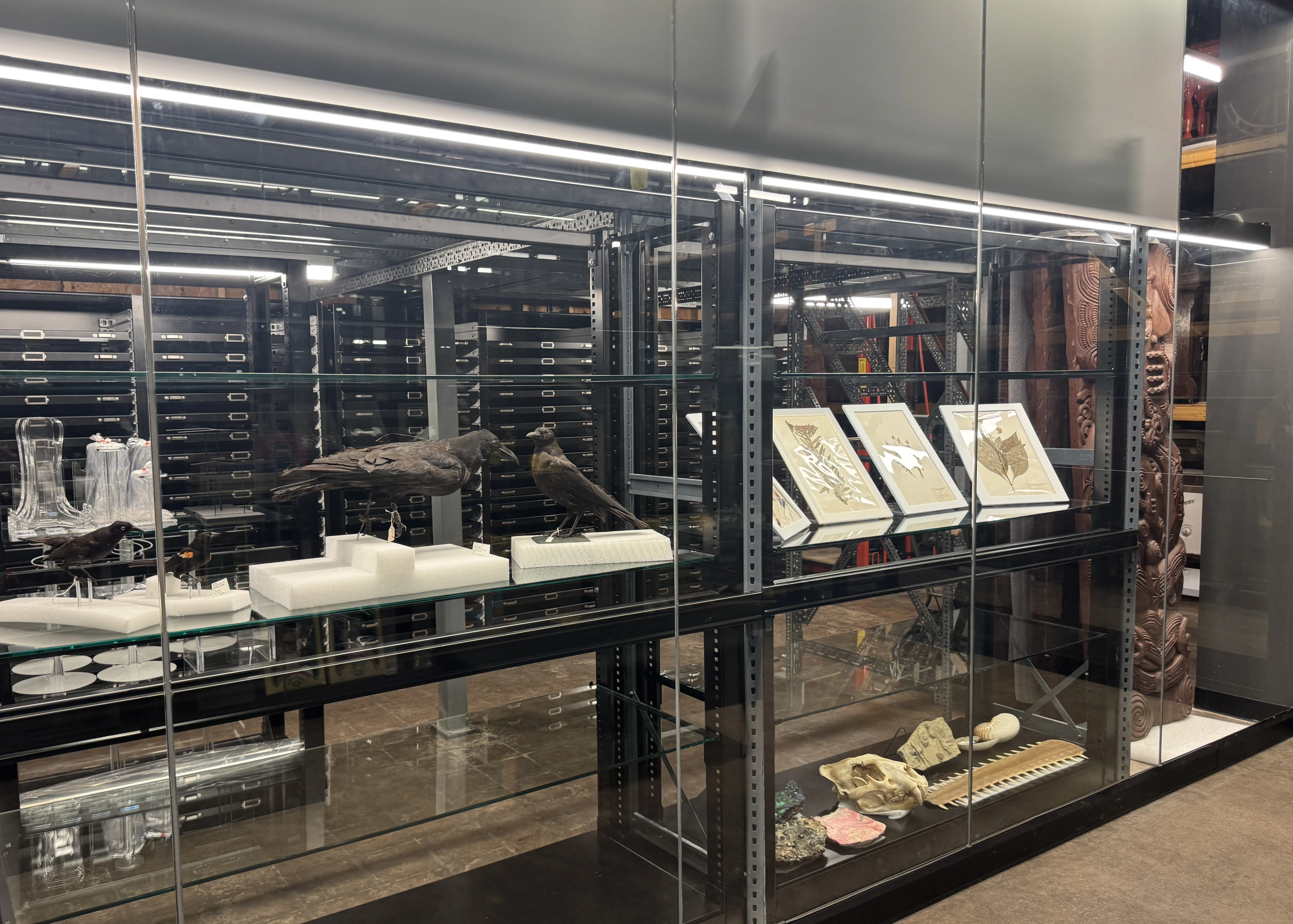 Taxidermy birds, nature prints, fossils, and rocks appear on shelves behind glass at the Putnam Museum.