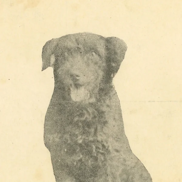 a yellow paper and faded print shows a dog with his mouth open, tongue hanging out. He has dark fur that is wavy, thick all the way down to his furry paws. He has floppy ears. He has four legs in this image. Below the image of the dog it says