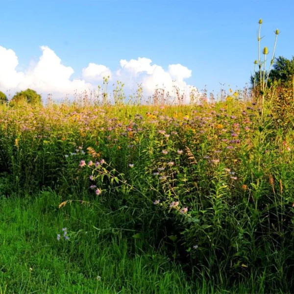 Springtime once meant return of prairie flowers | McLean County Museum ...