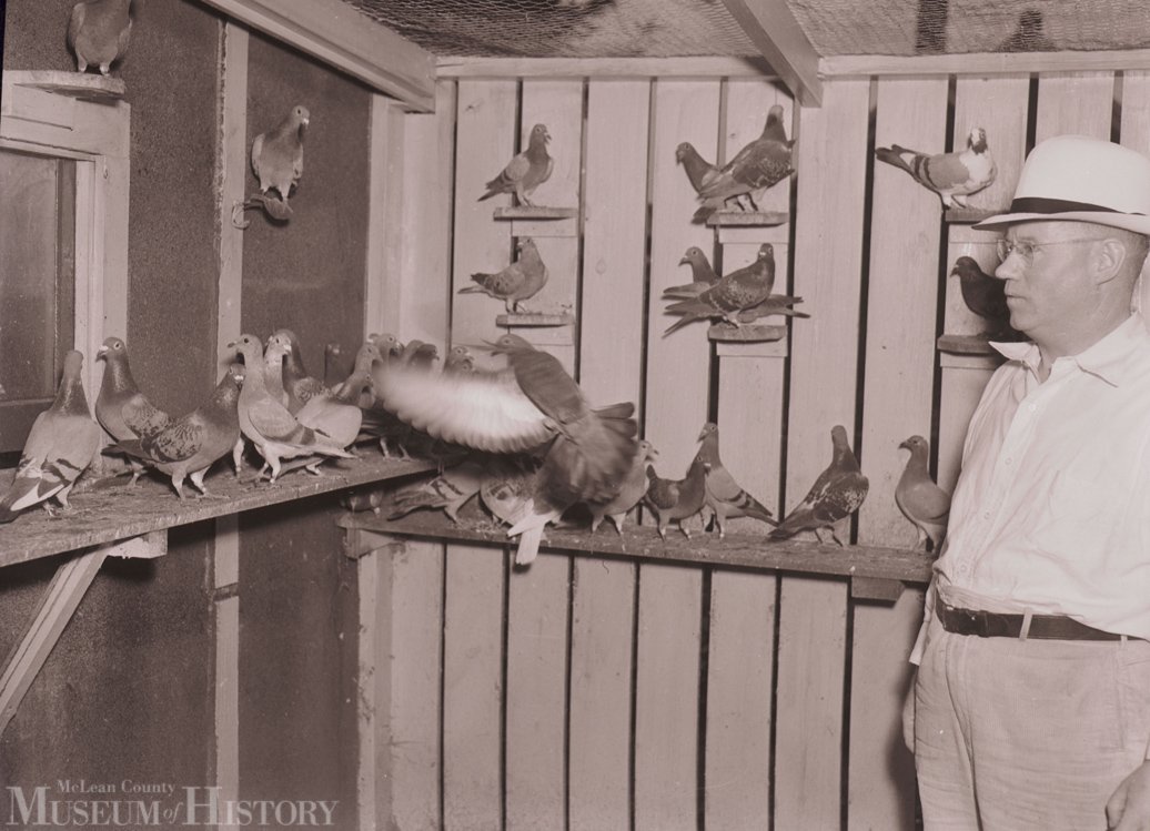 Seen here is Bloomington restaurateur Carl J. Loeseke tending to many of his homing pigeons at his 1103 W. Moulton St. (now MacArthur Ave.) residence